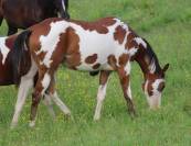 Pouliche Paint Horse 