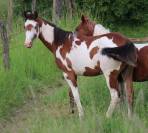 Pouliche Paint Horse 