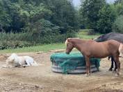 Pension Equipistes pour Chevaux à pathologies chronique