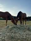 pension chevaux