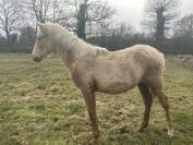  Pouliche
