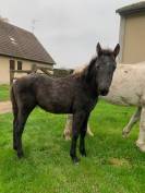 PONEY CONNEMARA DE 1 AN