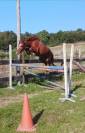 Poney D très bon potentiel 