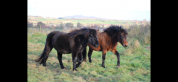 Pouliche Dartmoor 3 ans