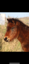 Foal Dartmoor 2024