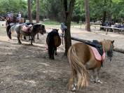 PONEYS LOISIRS A LOUER