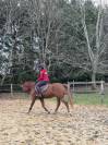 Poney de sport à vendre 