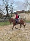 Poney de sport à vendre 