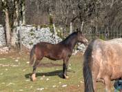 Pouliche croisement New Forest