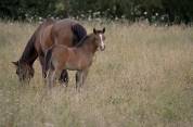 Pouliche croisement New Forest