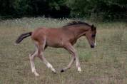 Pouliche croisement New Forest