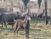 Pouliche croisement New Forest