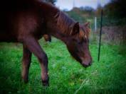 Superbe pouliche New Forest de croisement