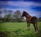 Superbe pouliche New Forest de croisement