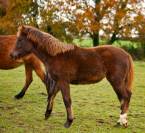 Superbe pouliche New Forest de croisement