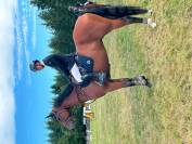 Cheval de sport Cso/Hunter