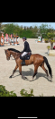 Cheval de sport Cso/Hunter