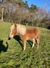 Ponette 2 ans