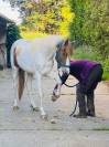 Gelding French Saddle Pony For sale 2023 Coloured