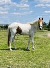 Caballo castrado PFS Poni Françés de Silla En venta 2023 Pío por Kou de Coeur de Corbion (AES)