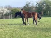 Jument 2 ans x Zirocco Blue 