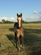 Yearling Akhal Teke par Matsav Shael