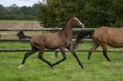 Yearling Akhal Teke par Matsav Shael