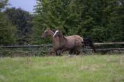 Yearling Akhal Teke par Matsav Shael