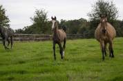 Yearling Akhal Teke par Matsav Shael