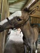 Yearling Akhal Teke par Matsav Shael