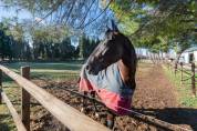 Propriété Équestre d'Excellence  5 Hectares aux Portes d