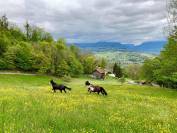 Maison atypique haute-Savoie 