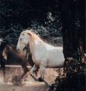 Cheval cremello