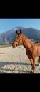 Magnifique hongre 8 ans 