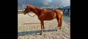 Magnifique hongre 8 ans 