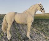 Magnifique Jeune Cheval Cremello avec Très Bon Caractèr