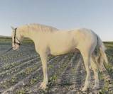 Magnifique Jeune Cheval Cremello avec Très Bon Caractèr