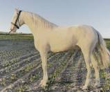 Magnifique Jeune Cheval Cremello avec Très Bon Caractèr