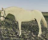 Magnifique Jeune Cheval Cremello avec Très Bon Caractèr