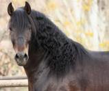 SIROCO: Magnifique Cheval Baroque. Super mouvements 