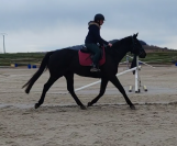  Jument, 4 ans, noir, 1.65 m