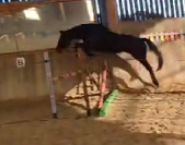  Jument, 4 ans, noir, 1.65 m