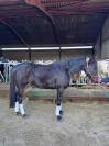  Jument, 4 ans, noir, 1.65 m