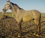 Un jeune cheval qui promet bien plus que son prix