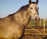 Un jeune cheval qui promet bien plus que son prix