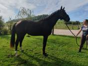 Poulain, 3 ans, noir, entre 1.68 et 1.72m 