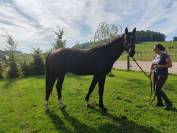 Poulain, 3 ans, noir, entre 1.68 et 1.72m 