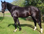 Poulain, 3 ans, noir, entre 1.68 et 1.72m 