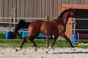 Jeune cheval, 3 ans, Bai; SF, toisera 1.68 -1.72