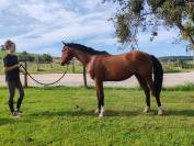 Jeune cheval, 3 ans, Bai; SF, toisera 1.68 -1.72